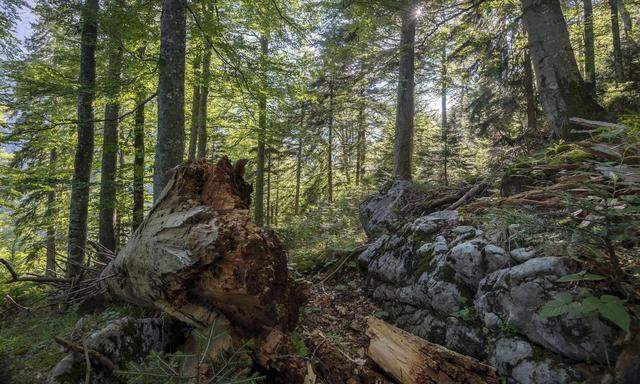 Totholz birgt viel Raum für Leben – hier im Nationalpark Kalkalpen in Oberösterreich. 