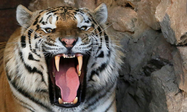 Dieses Exemplar eines Sibirischen Tigers lebt nicht in freier Wildbahn, sondern im Zoo der russischen Stadt Krasnojarsk.