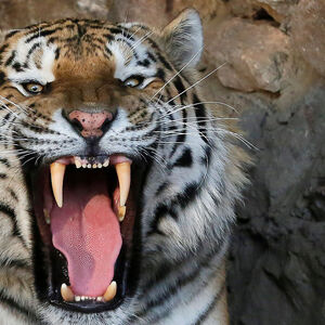 Dieses Exemplar eines Sibirischen Tigers lebt nicht in freier Wildbahn, sondern im Zoo der russischen Stadt Krasnojarsk.