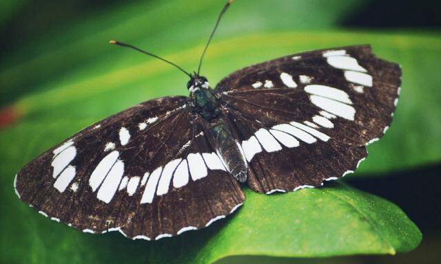 Der Schwarze Trauerfalter überwintert als Raupe, die sich ein Gehäuse aus welken Blättern und Spinnfäden baut.