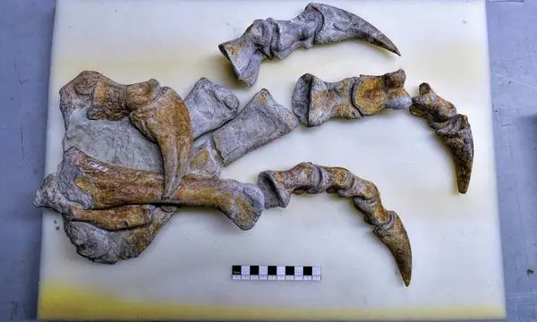 Überreste eines 210 Mio. Jahre alten Plateosauriers, die das Naturhistorische Museum als Dauerleihgabe vom Sauriermuseum Frick erhalten hat