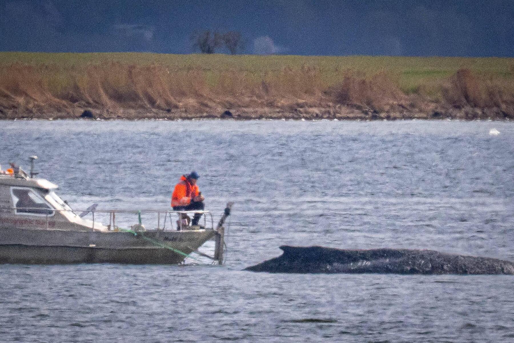 Gestrandeter Wal in Deutschland atmet noch