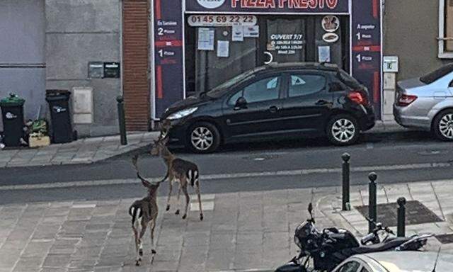 Zwei Damhirsche sehen sich in Boissy-Saint-Léger nahe Paris um