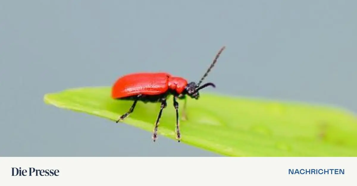 Tatort-Garten-Ein-neues-Buch-l-st-Kriminalf-lle-im-gr-nen-Reich-premium-