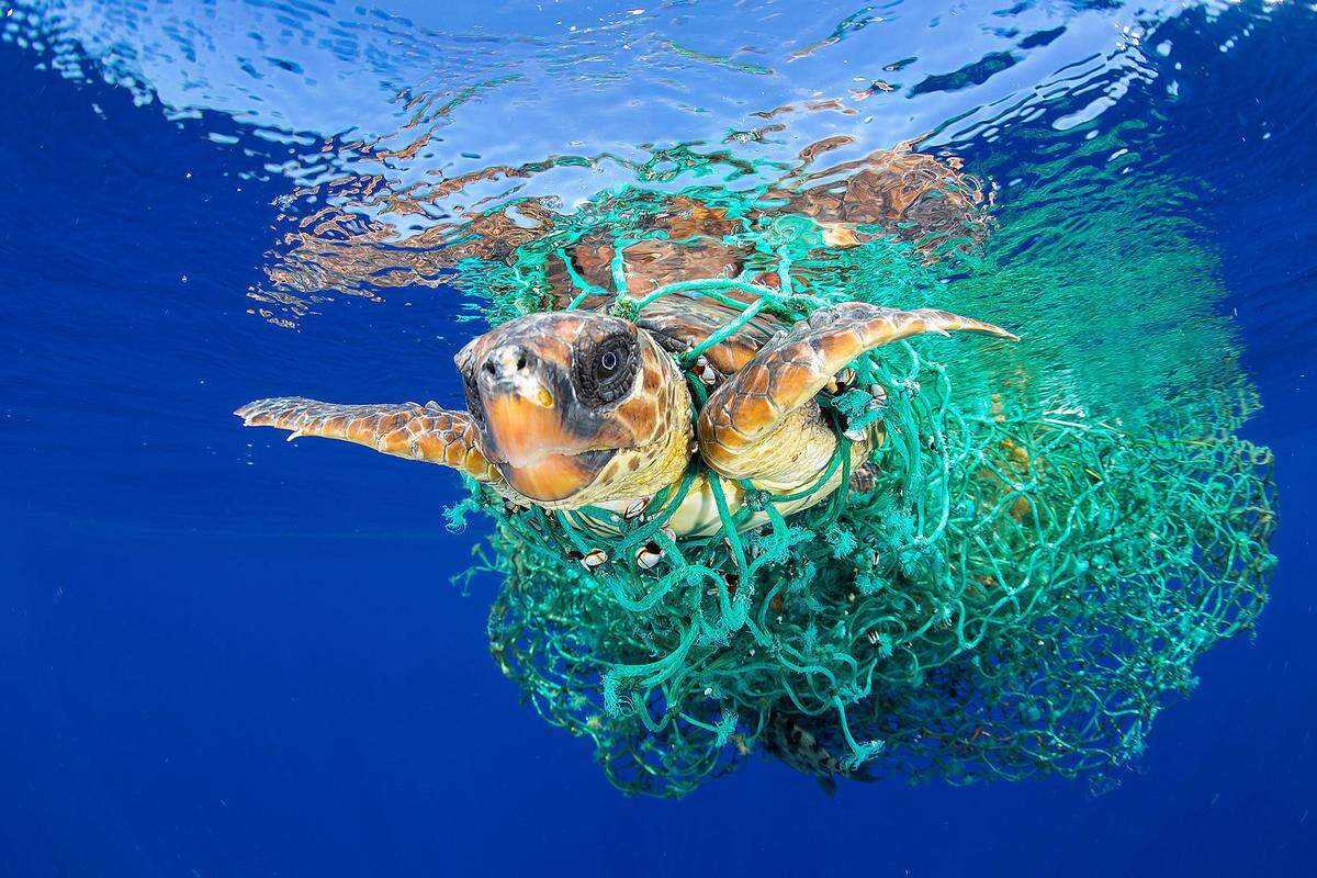 Die Meeresschildkröte, die zur Gattung der Unechten Karettschildkröten gehört, hat sich vor der Küste der kanarischen Inseln in einem Fischernetz verheddert. 