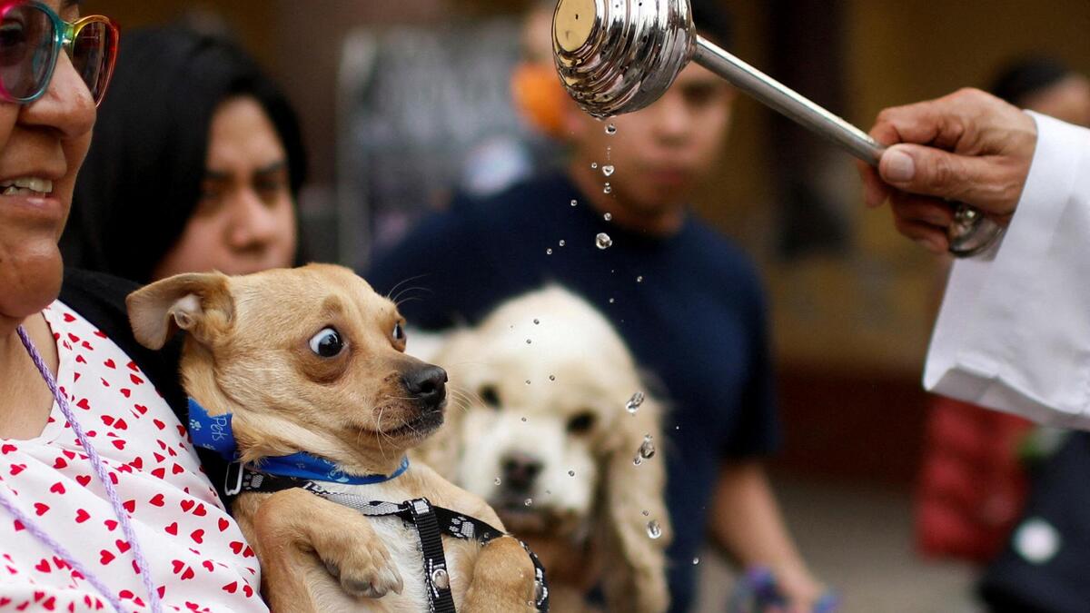 A woman holds her dog to be blessed by a priest at the Cathedral San Bernardino de Siena during the ceremony commemorating the Feast of San Antonio Abad, the patron saint of domestic animals, in Xochimilco on the outskirts of Mexico City, Mexico January 17, 2024. REUTERS/Raquel Cunha     TPX IMAGES OF THE DAY     