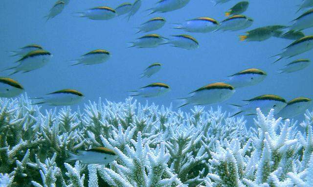 Verliert Great Barrier Reef
