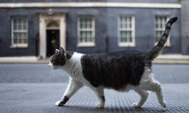 Larry, der Kater, ist der wahre Hausherr in der Downing Street. Er kann als Zeuge allerdings kaum befragt werden.