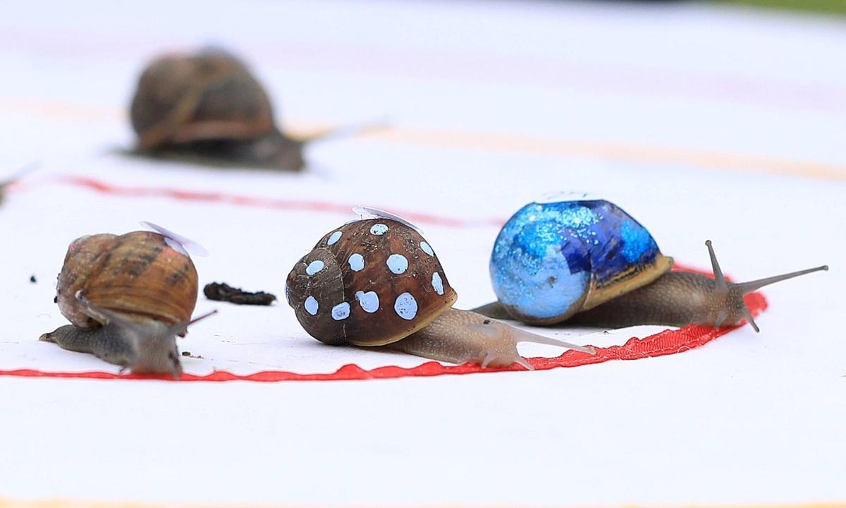 Wie Schnell Ist Die Schnellste Schnecke Der Welt Larry, die schnellste Rennschnecke der Welt | DiePresse.com