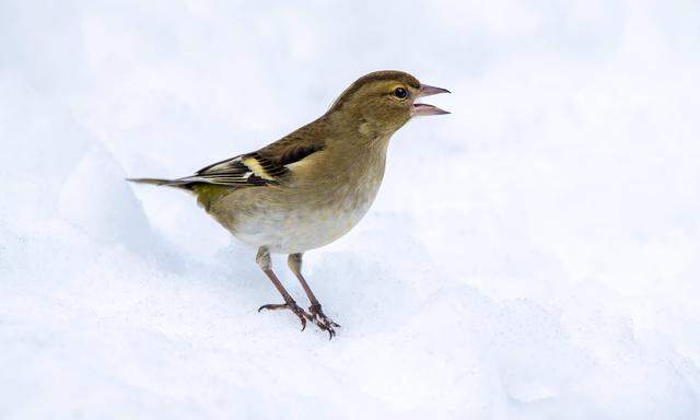 Buchfink (Fringilla coelebs), weiblich, sitzt am schneebedeckten Boden