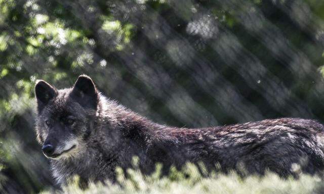 GREECE-ANIMAL-ENVIRONMENT-NATURE