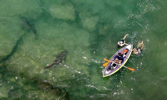 Ein Bild von der Mittelmeerküste Israels vom 10. April: In Hadera im Norden von Tel Aviv zog ein Hai die Blicke der Badegäste auf sich.
