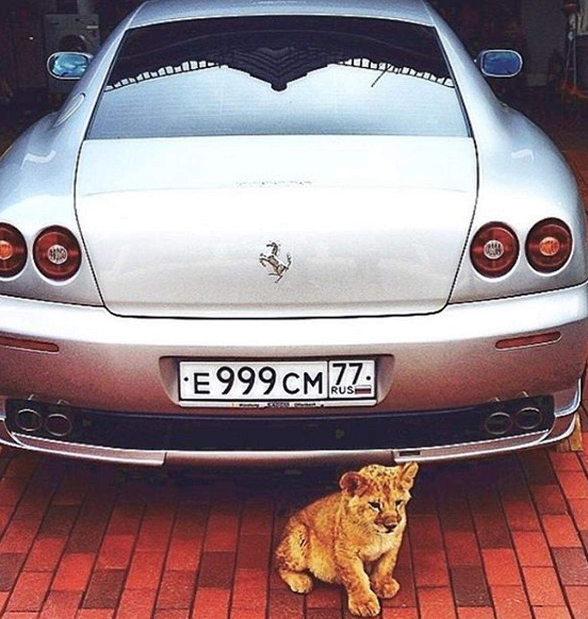 Neben dem Auto sind exotische Haustiere ein Statussymbol der jungen Russen. Löwenbabys etwa.