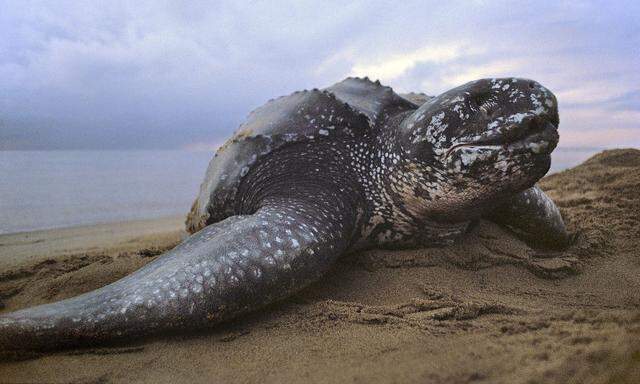 Archivbild einer Meeresschildkröte. Die genau Art des verzehrten Exemplars ist nicht bekannt.