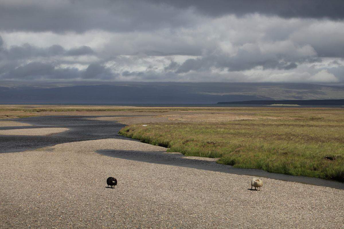 Sind die griechischen Straßen mit Ziegen geschmückt, mischt sich auf der Vulkaninsel öfter mal ein Schaf in den Straßenverkehr. Den 320.000 Einwohnern Islands stehen ungefähr 500.000 Islandschafe gegenüber.