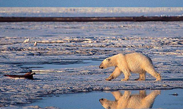 Eisbär, Klimawandel
