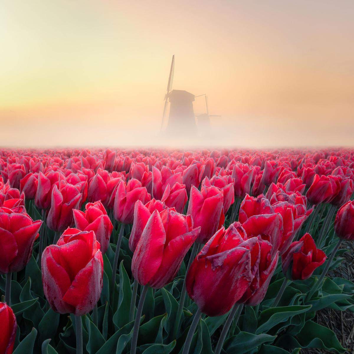 Tulpen und eine Windmühle, noch eingebettet im morgendlichen Nebel. Wo dieses Foto wohl entstanden ist? Erraten, in den Niederlanden.