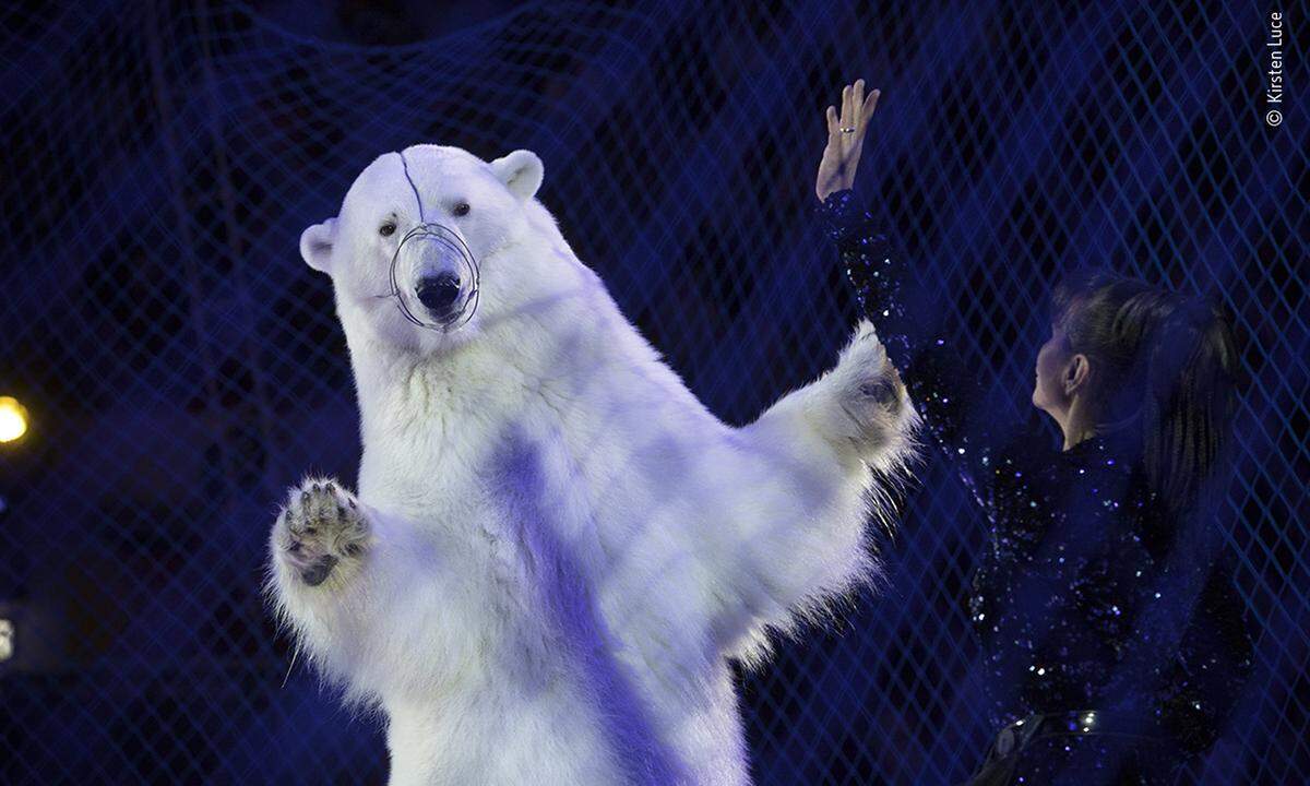Ein aufrecht stehender Eisbär in kraftvoller Pose und seine zierliche Dompteurin im Glitzeroutfit. Ein Bild von Kirsten Luce aus einem russischen Wanderzirkus, der gerade in Kazan in Tatarstan Station macht. Der Eisbär aus dem russischen Franz-Josefs-Land wurde im Alter von zwei Jahren gefangen und ist immer noch, 18 Jahre später, zu Auftritten im "Circus On Ice" gezwungen.