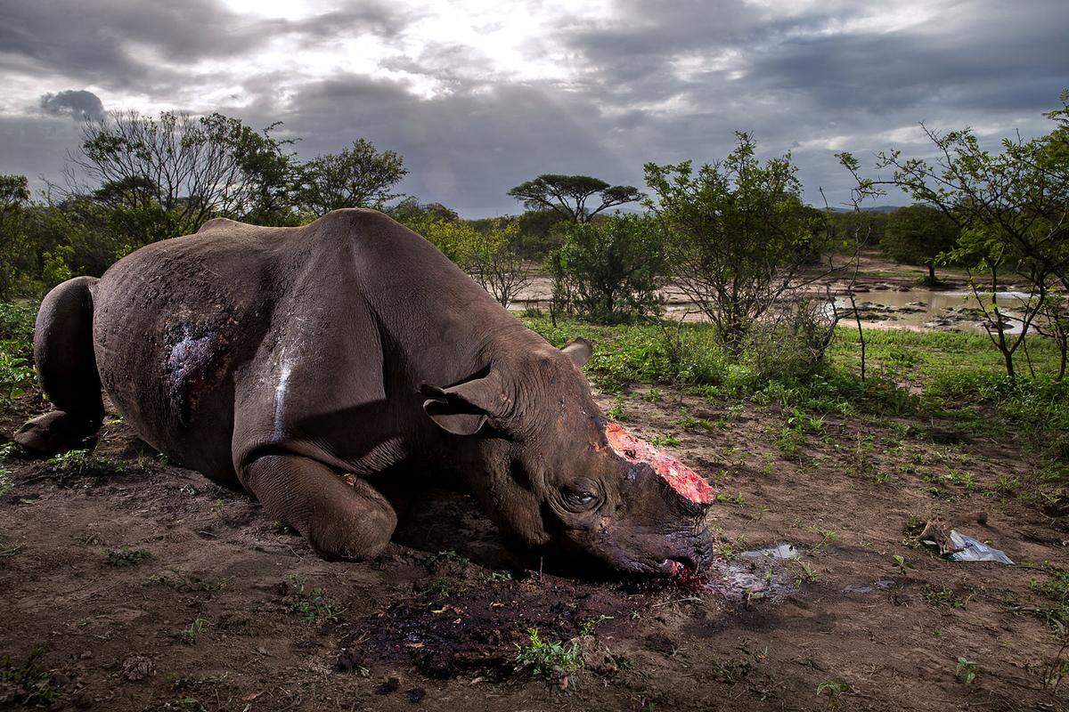 Für das "National Geographic Magazine" fotografierte Brent Stirton den Kadaver dieses Spitzmaulnashorns. Das Tier wurde acht Stunden zuvor im Hluhluwe-Umfolozi-Nationalpark getötet - um an das wertvolle Elfenbein zu kommen, das wiederum nach China verkauft wird. 