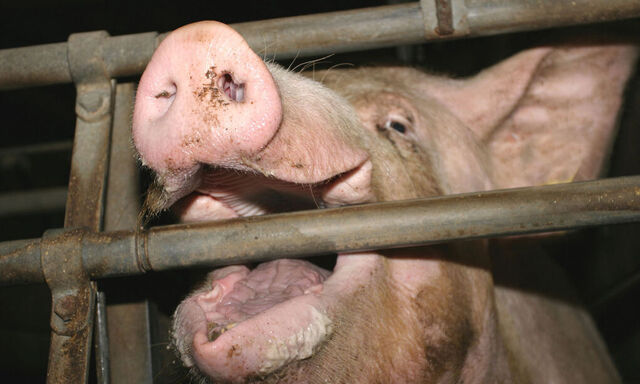 Schweine im Stall mit Gitter