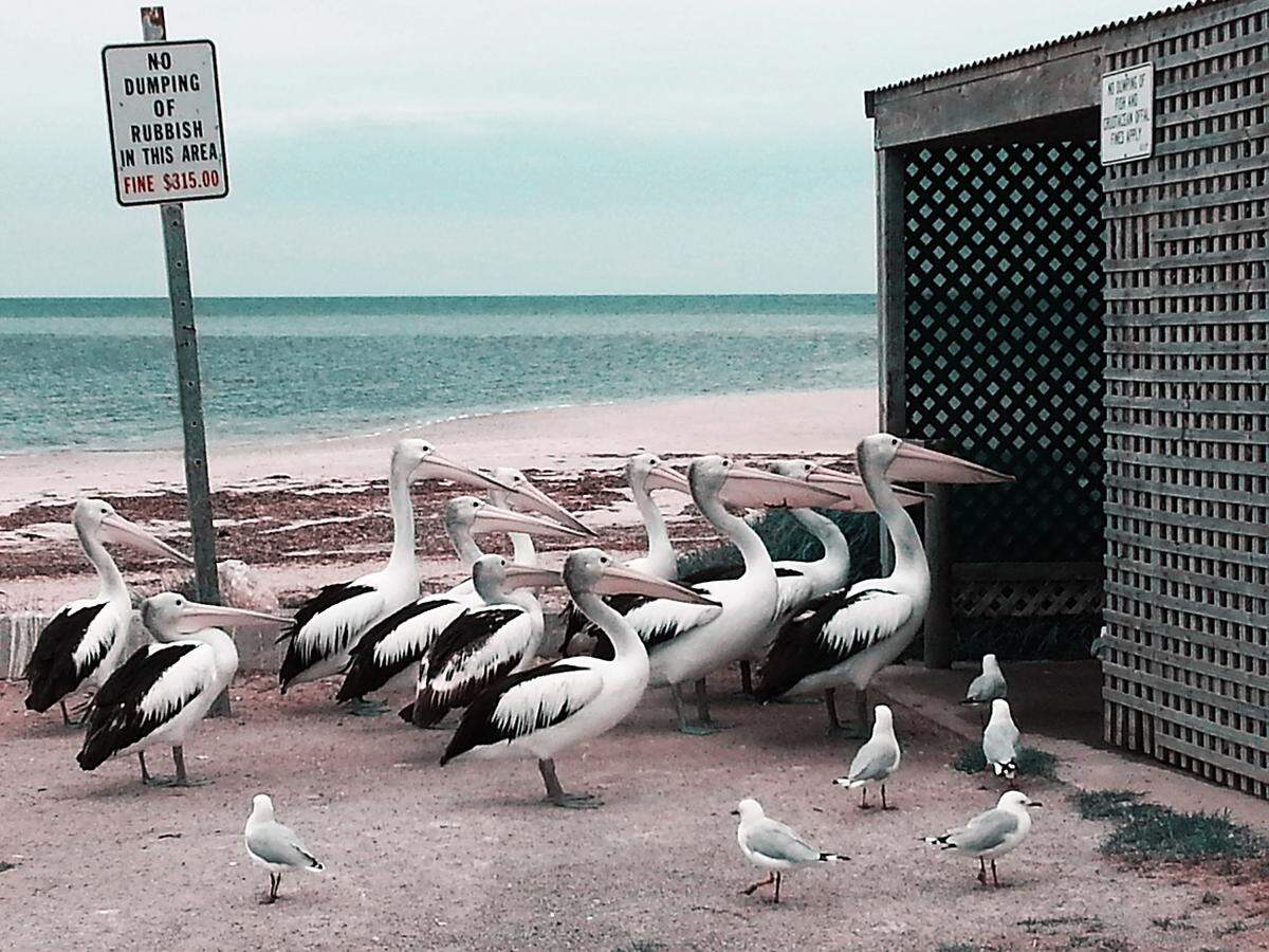 Melissa Little, Australien: "Pelikanfütterung".Die Pelikane leben in Port Vincent, Australien. Ebenso wie die Möwen betteln sie um Fischabfälle. Das Bild entstand im Jänner 2014.