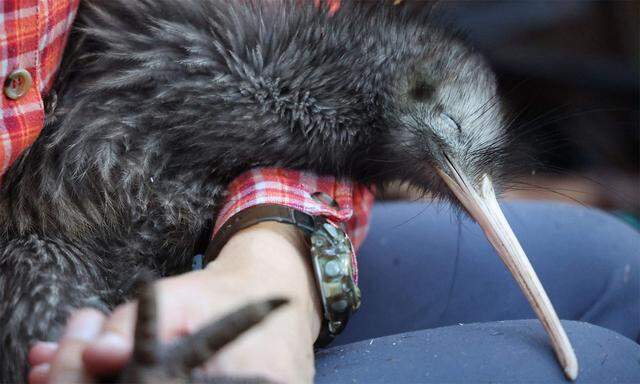 Ein Kiwi, Neuseelands Nationalvogel.