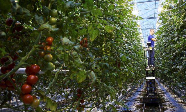 CO2 recycling by speeding up tomato growth