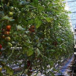CO2 recycling by speeding up tomato growth
