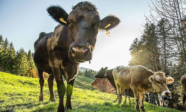 Kühe, aufgenommen in Hittisau im Lecknertal in Vorarlberg