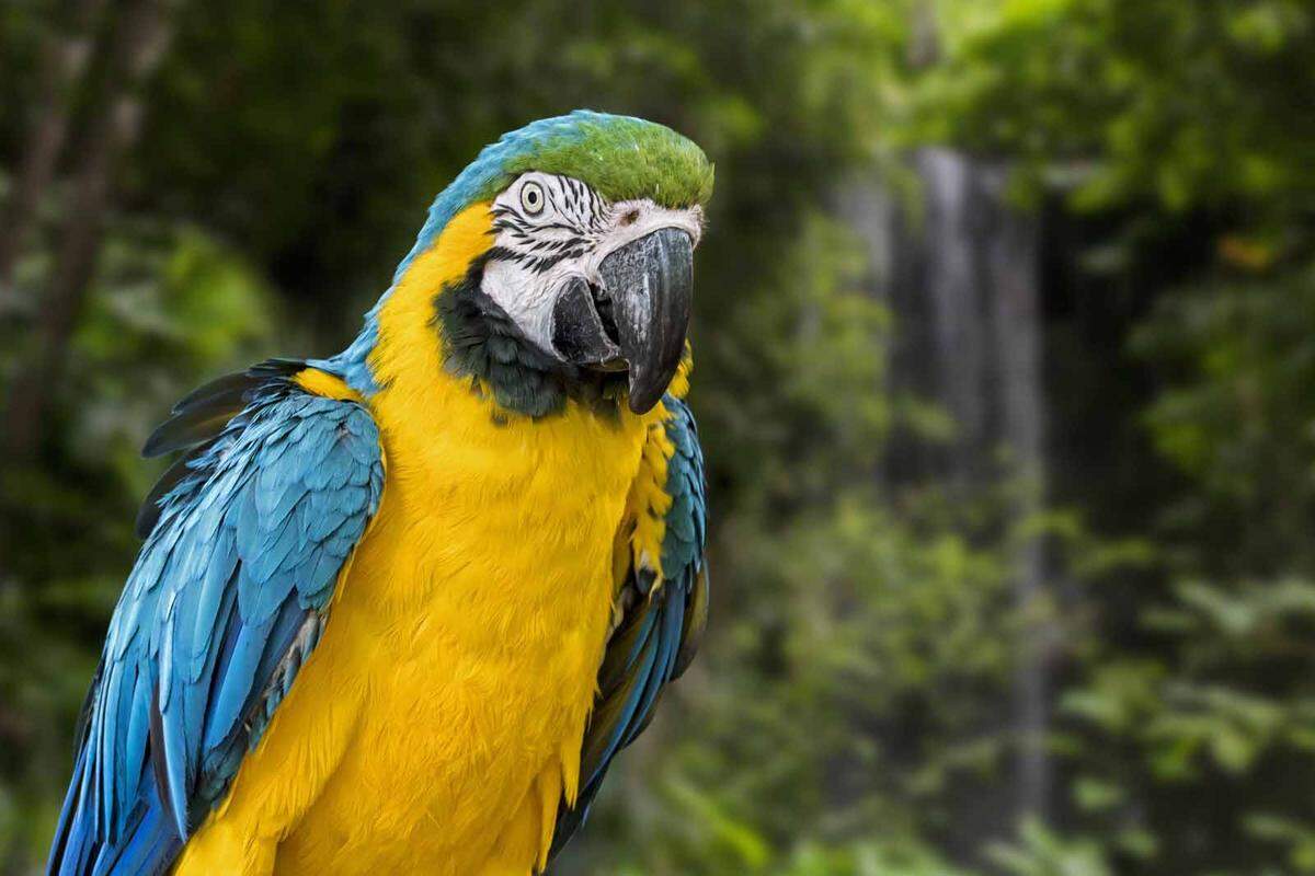 Es folgt Rurrenabaque im Tiefland von Bolivien. Tosende Wasserfälle, seltene Wildtiere, tropischer Regenwald. Nicht umsonst wurde Bolivien unlängst von den "World Travel Awards" zum "besten grünen Reiseziel" gekürt.
