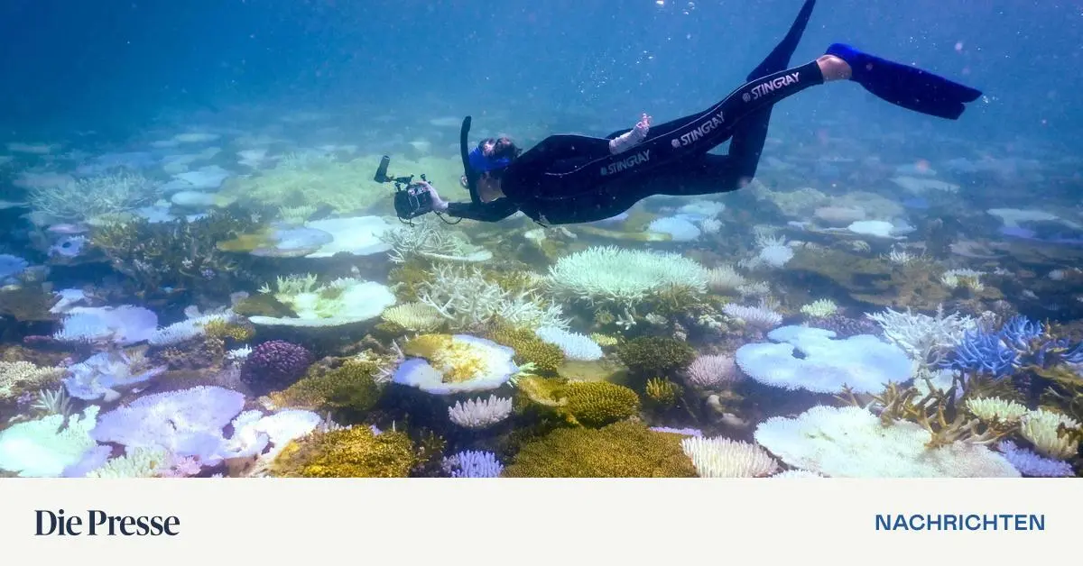 Korallenbleiche-im-Great-Barrier-Reef-erreicht-Rekord-Ausma-