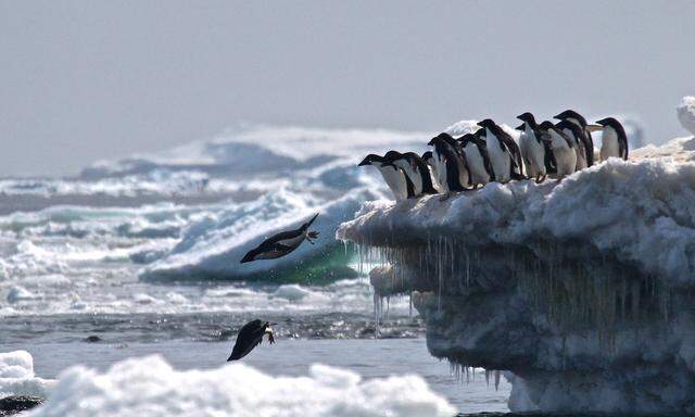 Ein bisschen fliegen sie schon durch die Luft: Adélie-Pinguine schaffen auch den Rückweg, drei Meter hinauf.