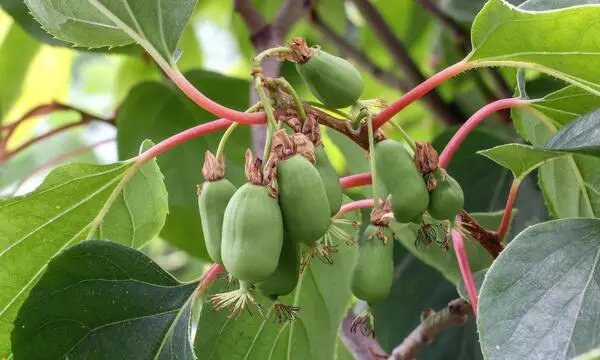 Auch fr Kiwis und Kiwibeeren gilt: Starker Schnitt, reiche Ernte   DiePresse.com