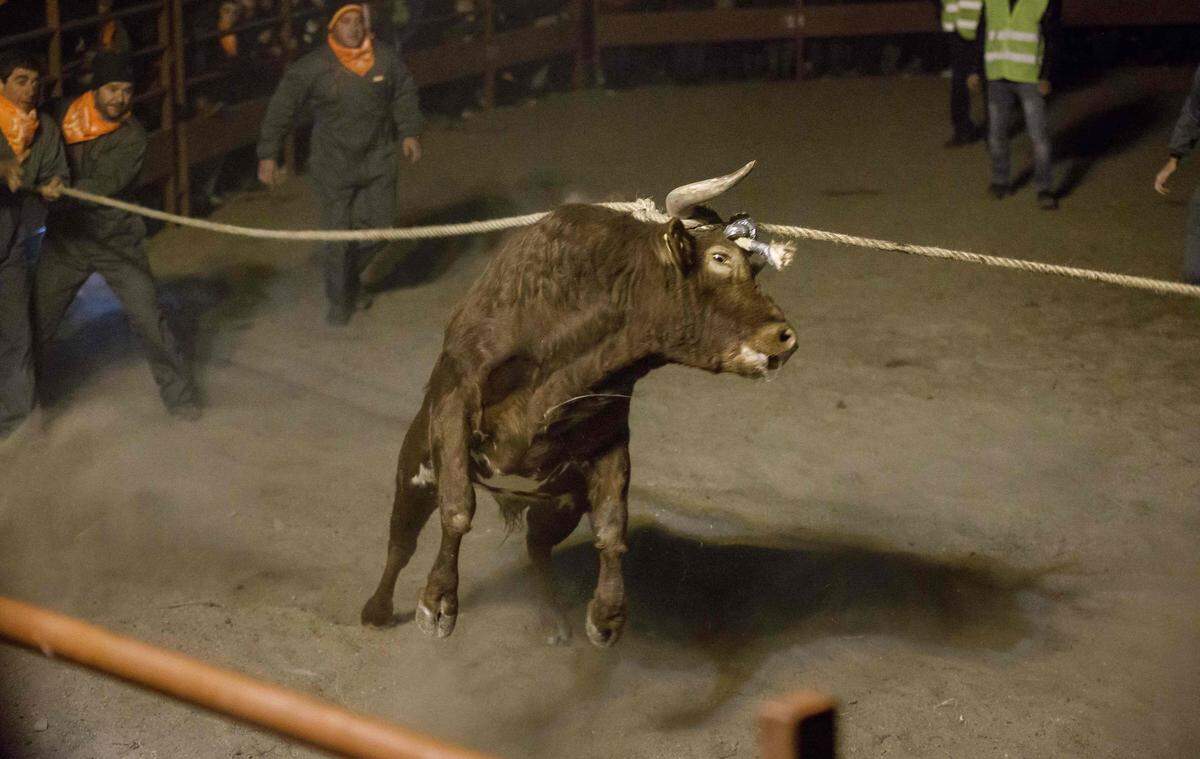 So auch in Medinaceli im Zentrum von Sapnien, wo einem Stier brennenden Kugeln an den Hörnern montiert werden.
