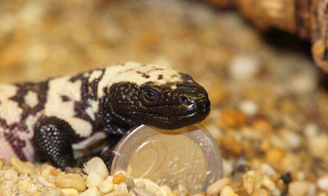 Die Krustenechse kommt in der Natur nur mehr selten vor. In Wien gelang die Nachzucht, wie das Bild dieses Babys belegt.