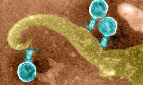 Viren von Bakterien entscheiden gemeinsam, ob sie Wirte befallen. 