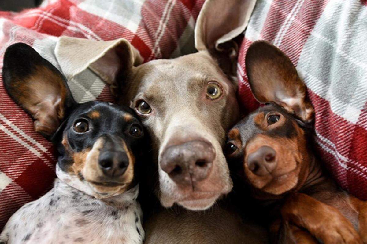 Eigentlich müsste das Profil Harlow, Indiana und Reese heißen, denn Sage starb 2013 im Alter von 14 Jahren. Heute sind Weimaraner-Dame Harlow und ihre beiden Dackel-Freunde ein unzertrennliches Team, deren Geschichte über Freundschaft bereits in einem Buch niedergeschrieben wurde. Die Fotos des Dreiergespanns bewundern 1,5 Millionen Tierliebhaber auf Instagram.