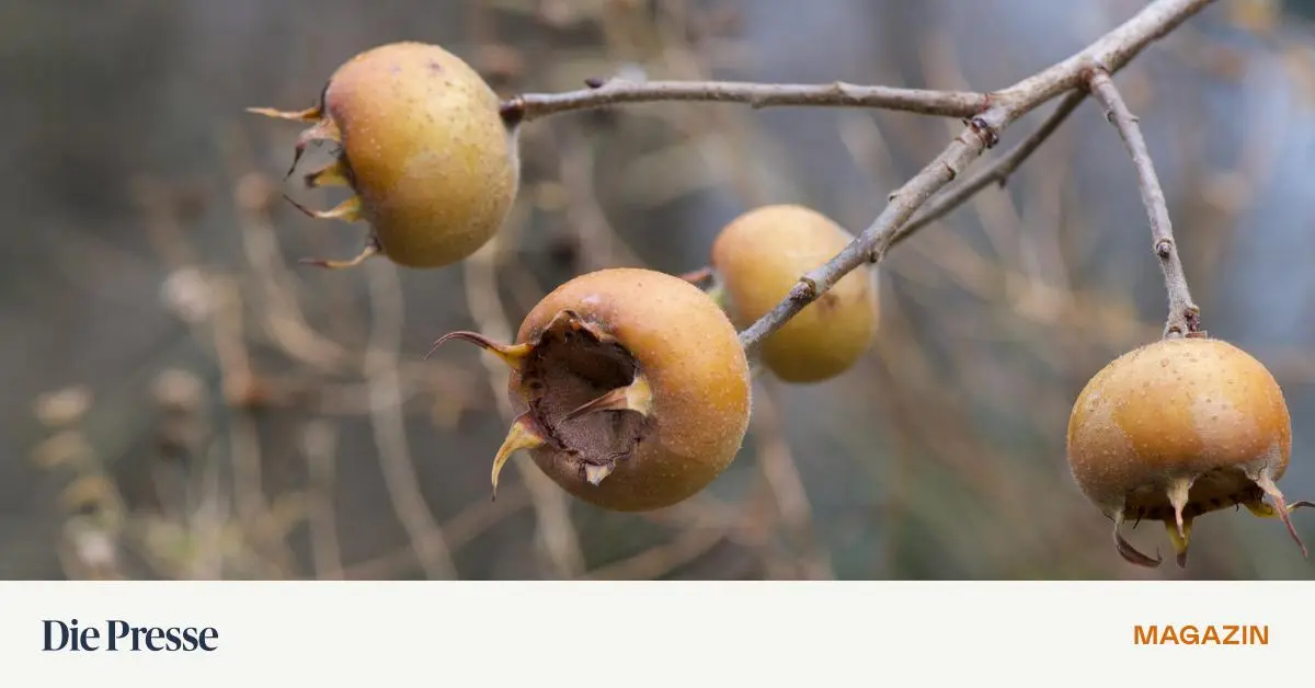 Vergessene-Fr-chte-Wie-man-Mispeln-richtig-erntet-und-verarbeitet-premium-