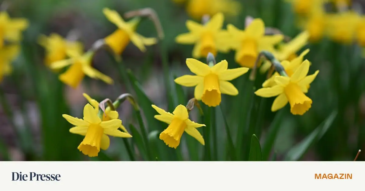 Wie-man-sich-Narzissen-als-Vorfr-hlingsboten-in-den-Garten-holt-premium-