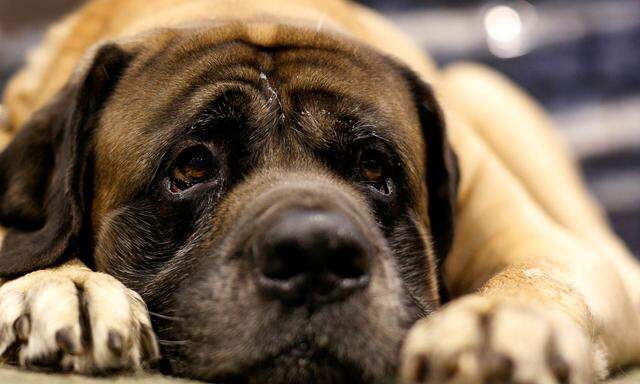 Symbolbild: ein Mastiff, kein Tibetmastiff