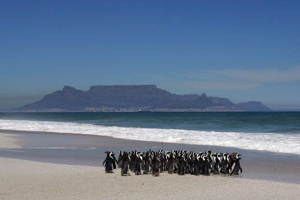 Und an der Ostseite der Kap-Halbinsel findet man dann vielleicht endlich eine Kolonie von Brillenpinguinen.Die Autorin reiste auf Einladung von "South African Tourism" nach Johannesburg und Kapstadt.