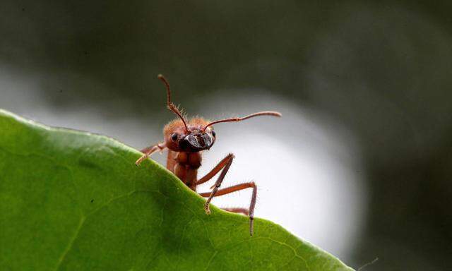 Auch die Ameisen-Populationen gehen weltweit zurück.