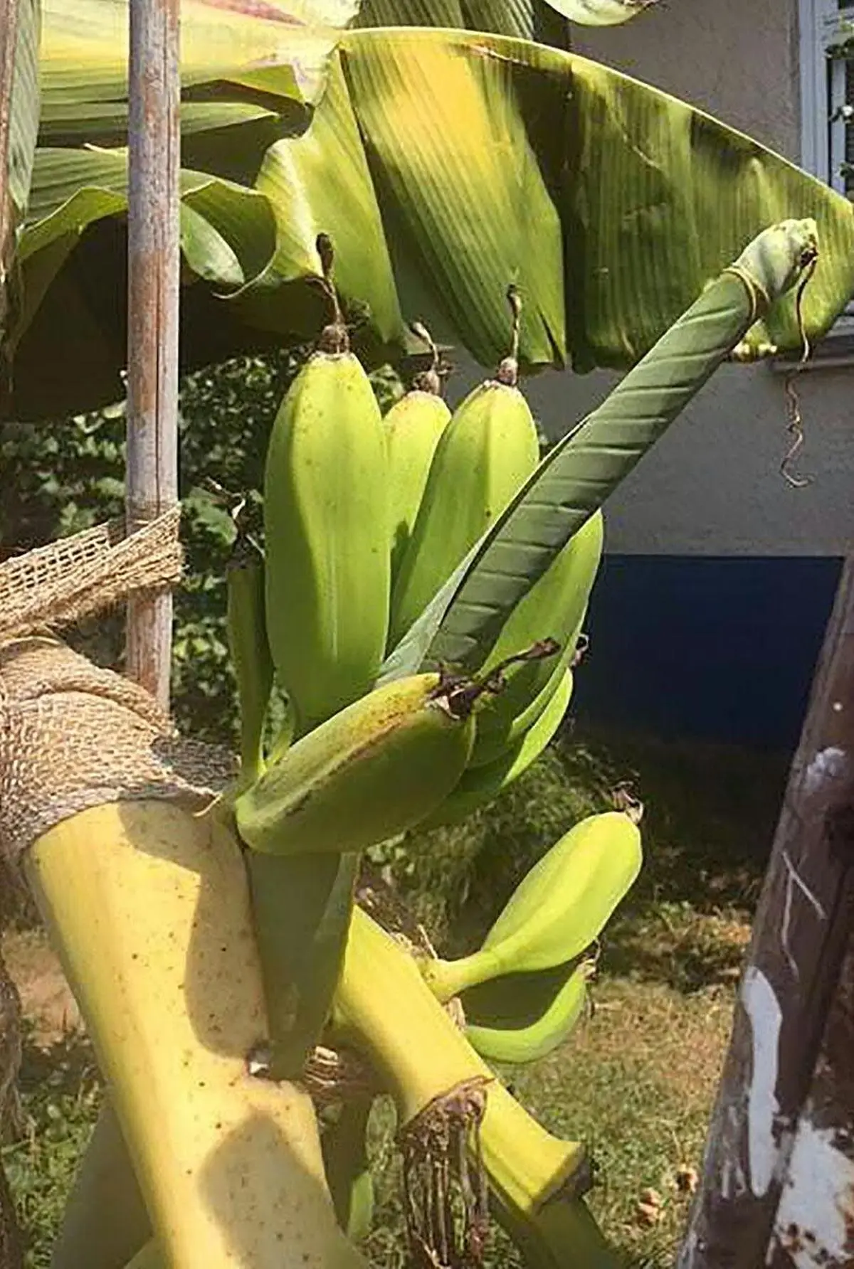 Die Hitze kommt wieder – und in Wien gedeihen Bananen – DiePresse.com