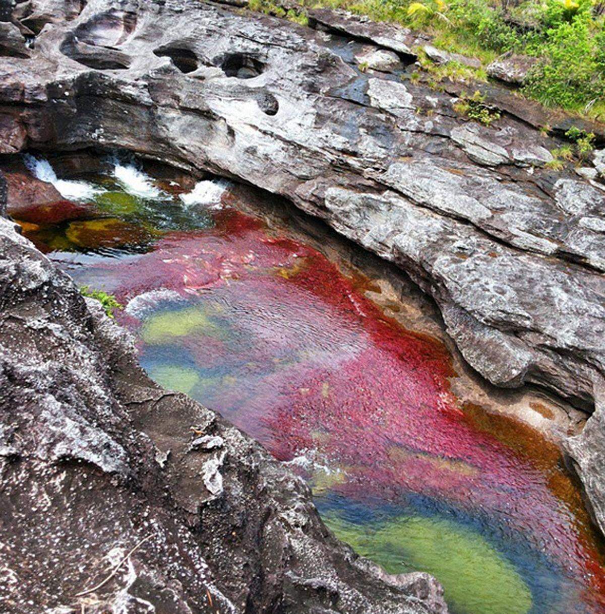 Wie ein flüssiger Regenbogen strömt der Fluss durch den Nationalpark Serranía de la Macarena. Verantwortlich für die Farbvielfalt von Juli bis November ist der Pflanzenbewuchs am Flussgrund.      