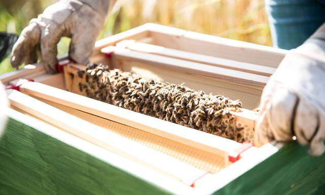 Ein Imker kontrolliert seinen Bienenstock und hat eine Wabe mit seinem Bienenvolk in den Händen (Symbolbild).