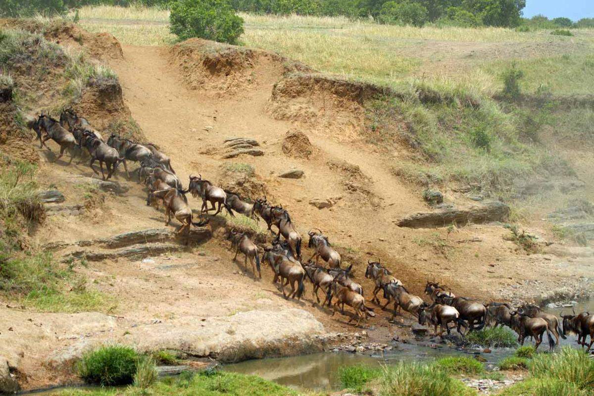 Ohne Zweifel ist die jährliche Gnuwanderung eine der spektakulärsten Wildtier-Erlebnisse überhaupt. Bis zu 1,4 Millionen Gnus und 200.000 Zebras und Gazellen sind unterwegs auf der Suche nach Regen und frischem Gras. Die Herden wandern von Dezember bis Juli durch Tansania und dann durch den Masai Mara Nationalpark in Kenia von August bis September.