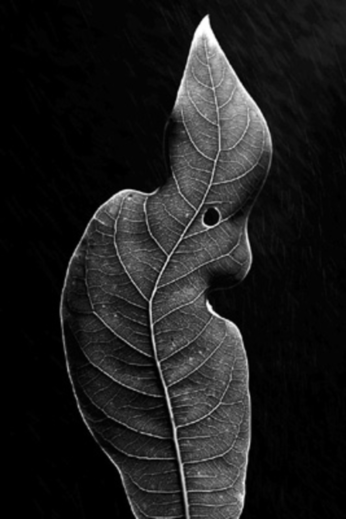 Der chinesische Fotograf Fang Qianhua hat diese gefährdete Pflanze im Stadtgarten von Wanzhou City festgehalten - erster Preis.