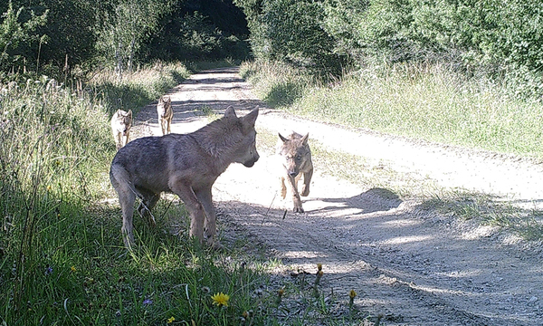 Archivbild: Die zuletzt in Allentsteig fotografierte Wolfsfamilie