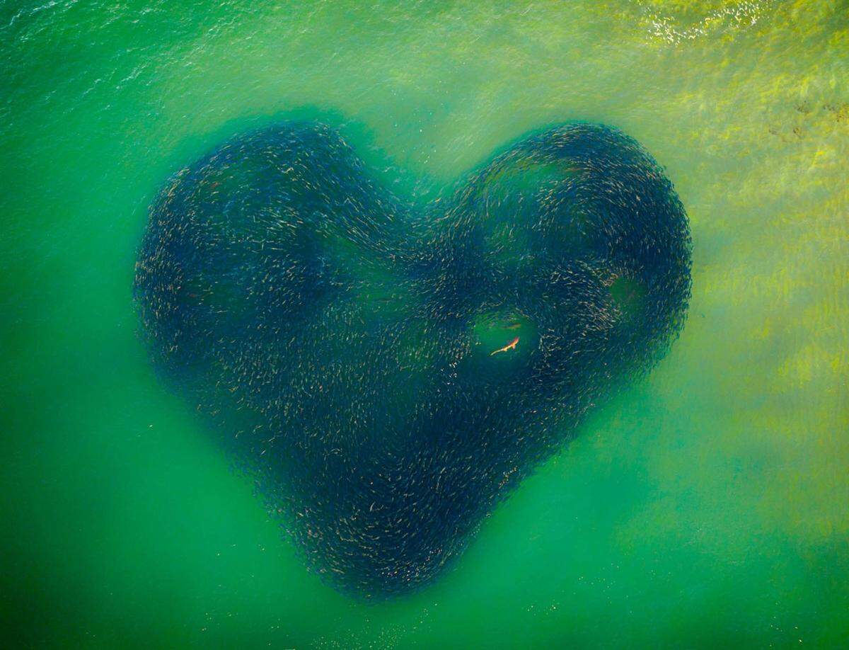 Zum dritten Mal wurden mit den Drone Awards die besten Luftbildaufnahmen des Jahres gekürt. Aus 126 Ländern schickten Profi- sowie Amateurfotografen ihre Beiträge ein. Eine achtköpfige Jury wählte daraus den Gewinner. Das diesjährige Siegerbild trägt den Titel "Love Heart of Nature". Es zeigt einen Schwarm von Lachsfischen, der einen Hai umzingelt und dabei ein Herz formt.