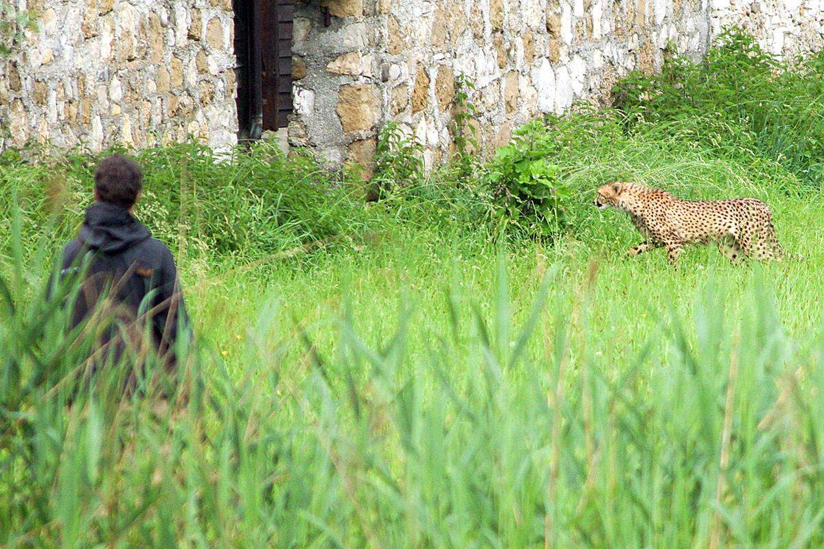 Aus dem Zoo Salzburg im Stadtteil Hellbrunn sind am Dienstag in den frühen Morgenstunden zwei Geparden entkommen. Edith Stock entdeckte gegen 6.30 Uhr bei ihrem Morgenspaziergang mit ihrem Hund die beiden Ausreißer. "Zuerst dachte ich aus der Ferne, das sind aber große Hunde, die da unterwegs sind. Sie haben sich dann zwei Meter neben mir hingesetzt. Ich war wie erstarrt und spürte, jetzt kommt die Panik hoch", berichtete Edith Stock in einem Gespräch mit dem ORF.